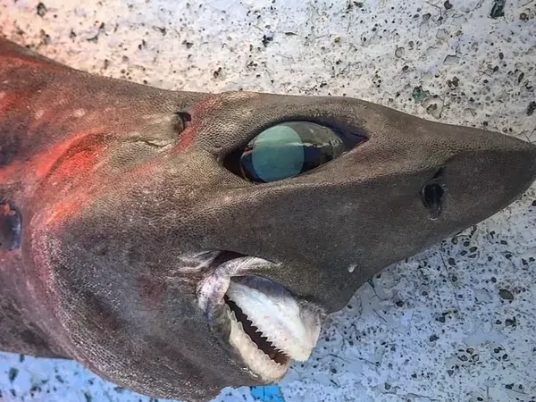 Hewan Laut Aneh Ditemukan Beberapa Tahun Terakhir, Ada Ikan Bopeng