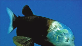 Ikan barreleye benar-benar unik, memiliki kubah transparan di bagian atas kepalanya, dan terlihat 2 bola hijau. Ia hidup di dalam zona senja laut, tempat cahaya alami memudar. Ukurannya hanya 15 cm dan sebagian besar makanannya adalah zooplankton. Foto: Kim Reisenbichler / Wikimedia Commons via BrightSide