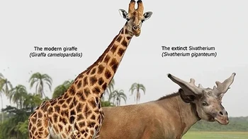 Jerapah modern dengan Sivatherium. Foto: Prehistoric Fauna via BrightSide
