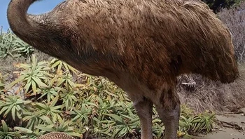 Kiwi modern dan nenek moyangnya yang lebih besar. Foto: Prehistoric Fauna via BrightSide