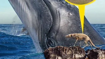 Paus biru modern dan Indohyus major yang telah punah. Foto: Prehistoric Fauna via BrightSide