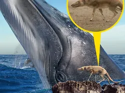 Perbandingan Hewan Punah dengan Kerabatnya yang Masih Hidup di Bumi