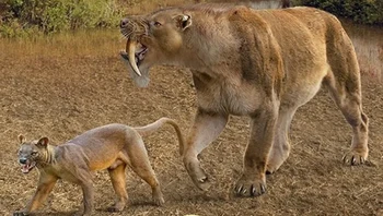 Fossa zaman sekarang dibandingkan dengan nenek moyangnya, Barbourofelis. Foto: Prehistoric Fauna via BrightSide