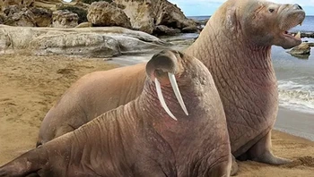Walrus modern dan nenek moyangnya, Pontolis magnus. Foto: Prehistoric Fauna via BrightSide