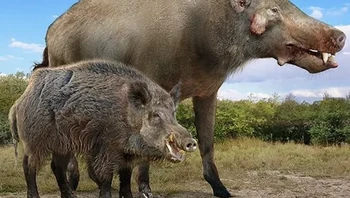 Babi hutan modern dengan nenek moyangnya, Daeodon. Foto: Prehistoric Fauna via BrightSide