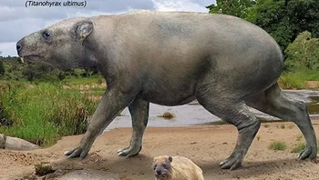 Titanohyrax ultimus yang telah punah dibandingkan dengan Hyrax Batu modern. Foto: Prehistoric Fauna via BrightSide