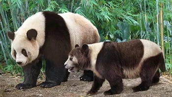 Panda raksasa modern dan nenek moyangnya. Foto: Prehistoric Fauna via BrightSide