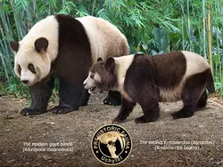 Perbandingan Hewan Punah dengan Kerabatnya yang Masih Hidup di Bumi