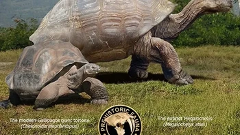 Kura-kura Galapagos raksasa dengan Megalochelys atlas yang telah punah. Foto: Prehistoric Fauna via BrightSide