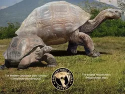 Perbandingan Hewan Punah dengan Kerabatnya yang Masih Hidup di Bumi