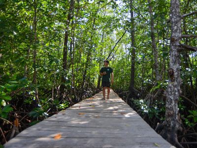 Hijau Mangrove Mentawai, Harapan Baru Wisata Berkelanjutan