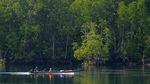 Hijau Mangrove Mentawai, Harapan Baru Wisata Berkelanjutan