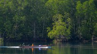 Kawasan hutan mangrove Siberut yang berada di dalam Taman Nasional Siberut itu memiliki sebanyak 23 spesies mangrove. Foto: ANTARA FOTO/Iggoy el Fitra