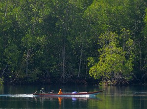 Hutan Mangrove Tak Hanya Jadi Benteng Kawasan Pesisir RI