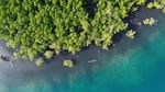 Hijau Mangrove Mentawai, Harapan Baru Wisata Berkelanjutan