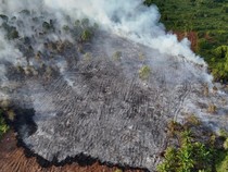Lahan Gambut Terbakar Sulit Dipadamkan, Ternyata Milik Pemkab Siak