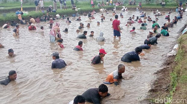 Ratusan warga berebut lele dalam rangkaian ruwat bumi di Banjarnegara, Selasa (8/7/2025).