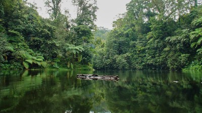 Pencinta Alam Wajib ke Sini, Ranu Darungan Punya Anggrek Langka dan Spot Birdwatching