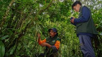 Petugas Taman Nasional Bromo Tengger Semeru (TNBTS) mendata anggrek dengan nama latin Acanthophippium Bicolor di taman anggrek Ranu Darungan, Pronojiwo, Lumajang, Jawa Timur, Selasa (8/7). ANTARA FOTO /Irfan Sumanjaya