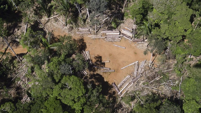An aerial view shows felled tree trunks in Kaxarari Indigenous land during an operation to combat deforestation by agents of the Brazilian Institute for the Environment and Renewable Natural Resources (IBAMA), near Porto Velho, Rondonia State, Brazil February 6, 2025. REUTERS/Ueslei Marcelino