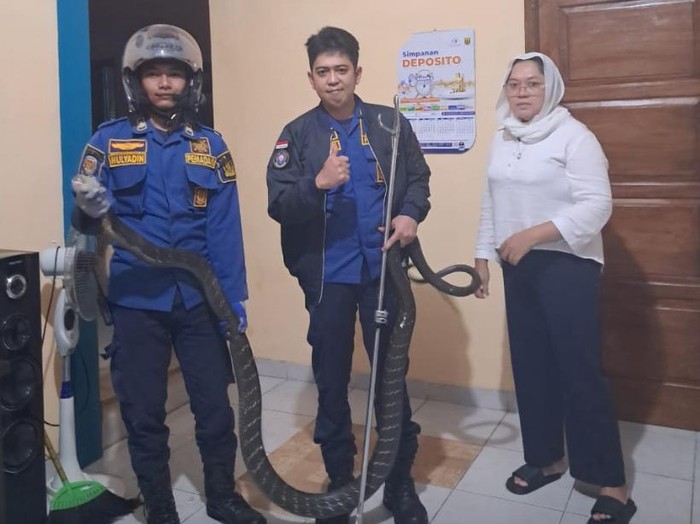 Petugas Damkar saat berhasil evakuasi king kobra
