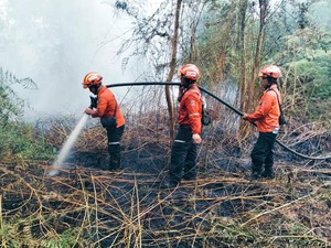 20 Personel PT Arara Abadi Berjibaku Siang-Malam Padamkan Karhutla di Siak
