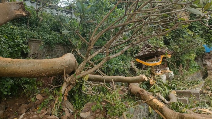 Pohon menimpa pura di Banjar Dinas Kebon, Desa Kertamandala, Kecamatan Abang, Karangasem, Selasa (8/7/2025).