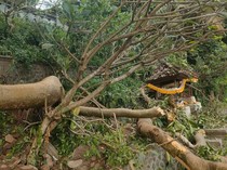 Pohon Keramat Tumbang Timpa Pura di Karangasem