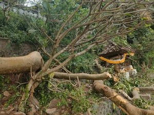 Pohon Keramat Tumbang Timpa Pura di Karangasem
