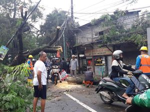 Pohon Tumbang Timpa Tiang dan Kabel Listrik di Ciputat Timur