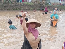 Serunya Ruwat Bumi di Tanjunganom Banjarnegara, Warga Berebut Lele di Kolam