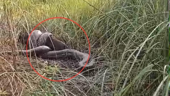 Ular piton 8 meter melilit babi lalu dibunuh petani di Sidrap.
