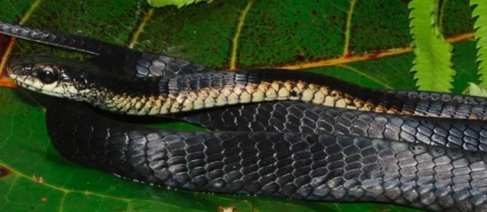 Ular pohon atra, spesies yang baru ditemukan tersebut, memiliki nama ilmiah Dendrelaphis atra.
