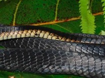 Temuan Ular Langka Bermata Besar di Pulau Misima Papua Nugini