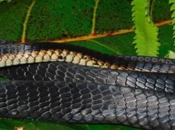 Spesies Ular Baru Ditemukan di Papua Nugini, Matanya Hitam Besar