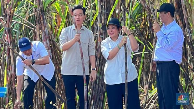 Wapres Gibran Rakabuming mengikuti panen tebu dan Rembuk Tani di Sleman, D.I Yogyakarta. (CNBC Indonesia/Halimatus Sa’diyah)