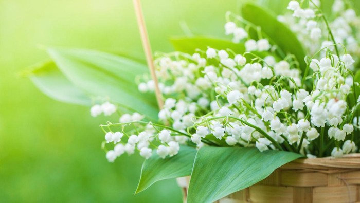 Buket bunga Lily of the Valley.