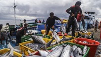 Penurunan hasil tangkapan ini turut berdampak pada harga jual di pasaran. Harga ikan cakalang yang sebelumnya berada di kisaran Rp30.000 per kilogram kini naik menjadi Rp35.000 per kilogram. ANTARA FOTO/Andri Saputra