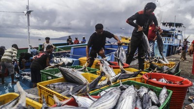 Cuaca Buruk, Tangkapan Ikan Cakalang di Ternate Menyusut Drastis