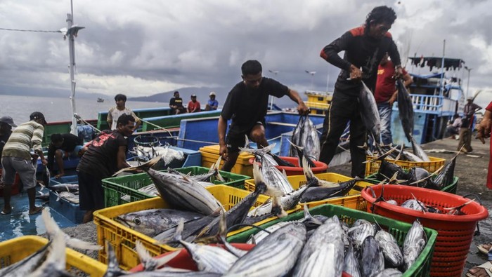 Sejumlah pekerja memindahkan ikan cakalang saat bongkar muat hasil tangkapan nelayan di Tempat Pelelangan Ikan (TPI) Higienis Dufa-Dufa, Ternate, Maluku Utara, Rabu (9/7/2025). Akibat cuaca buruk dan gelombang tinggi yang mencapai 1,5 hingga 2,5 meter di wilayah perairan Maluku Utara, sejumlah nelayan di daerah itu terpaksa membatasi area pencarian dan memperpendek waktu melaut sehingga hasil tangkapan ikan cakalang mengalami penurunan dari biasanya semula dapat menangkap rata-rata berkisar 7-8 ton menjadi 3 ton setiap kali melaut dan menyebabkan harga ikan cakalang naik dari Rp30.000 menjadi Rp35.000 per kilogram.ANTARA FOTO/Andri Saputra