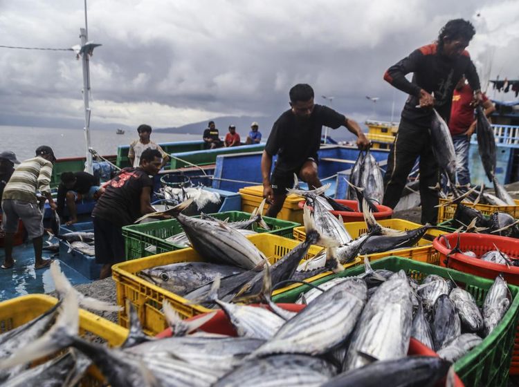 Cuaca Buruk, Tangkapan Ikan Cakalang di Ternate Menyusut Drastis