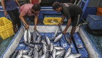 Gelombang tinggi yang mencapai 1,5 hingga 2,5 meter memaksa para nelayan di Ternate membatasi area pencarian ikan dan memperpendek waktu melaut. Kondisi ini berimbas langsung pada hasil tangkapan, terutama ikan cakalang yang selama ini menjadi komoditas andalan. ANTARA FOTO/Andri Saputra