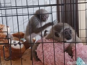 Malang Nasib Owa Jawa di Tangan Orang Jahat