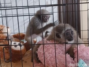 Malang Nasib Owa Jawa di Tangan Orang Jahat