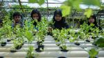 Edukasi Urban Farming, Anak-anak Belajar Tanam Seledri