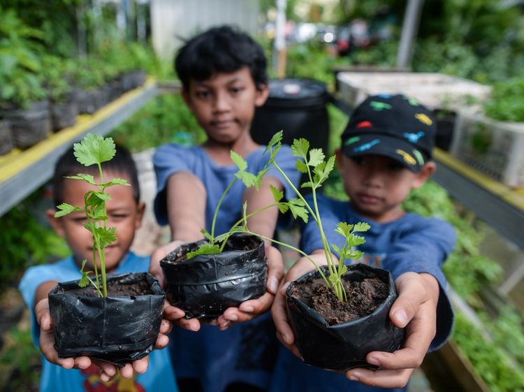 Edukasi Urban Farming, Anak-anak Belajar Tanam Seledri