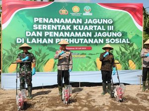 Kapolda Bali Tanam Jagung di Asrama Polisi Abian Timbul Denpasar