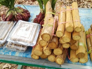 Mengenal Kayu Bajakah dari Kalimantan: Manfaat dan Cara Konsumsinya