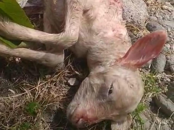 Kondisi anak kambing tewas misterius di Donomulyo, Nanggulan, Kulon Progo, Rabu (9/7/2025)