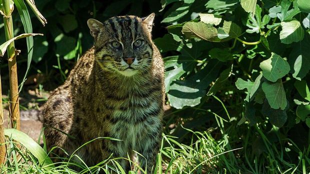 Kucing Bakau (Prionailurus viverrinus)